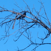 Starlingintree_card