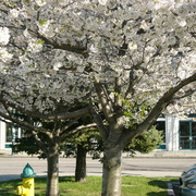 Wholedwarfcherryblossom_card