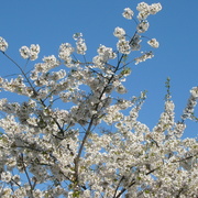 Theskyandcherryblossoms_card