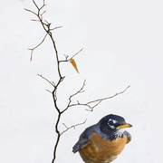 Late_snow_card