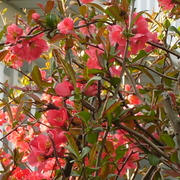 Themysteryredbush_card