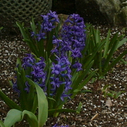 Purplehyacinths_card