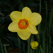 Thelonedaffodil_card