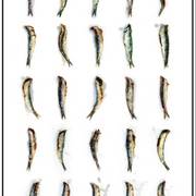 Paintvisjes_card