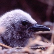 Very_young_bird_card