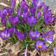 Myneighborsflowers_card