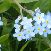 Forget-me-nots2_card