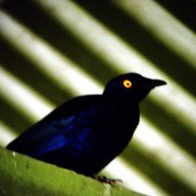 Black_bird_palms_card