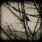 2_card