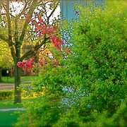 Backyard1_card