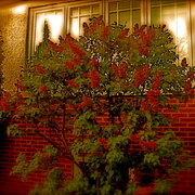 Backyard5_card