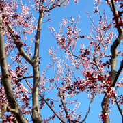 Cherrydisplay_card