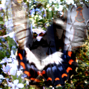 Garden_flight_card