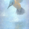 Kingfisher01_thumb