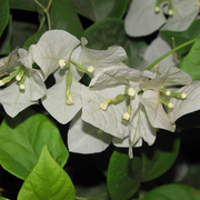 Flower_card