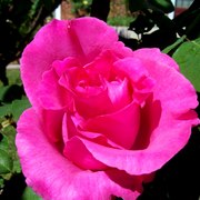 109_0475_card