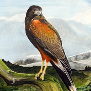 Harris_hawk2_copy_card