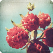 Strawberry_skieswm_card