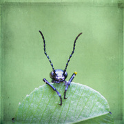 Bug_on_leaf_processed_card