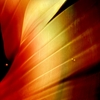 The_inner_beauty_thumb