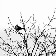 Dsc01474_card