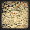 A_tangle_of_brancheswm_thumb