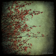 Branches_1wm_card