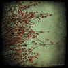 Branches_1wm_thumb