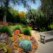 Cactus_break_final_display_card