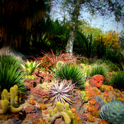 Cactiidisplay_card