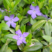Floweringvincavine_card