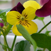 Porchpansy_card