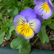 Porchpansy2_card