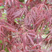 Dwarfjapanesemaple_card