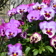 Bouquetofpansies_card
