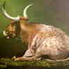 Texas_longhorn__s_thumb