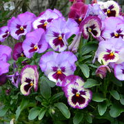 Pansiesbouquet2_card