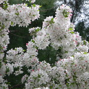 Blossomswhiteandpink_card