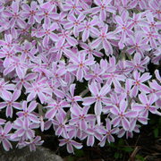 Varigatedcreepingphlox_card