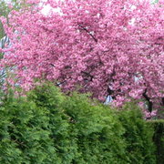 Thepinktree_card
