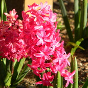 Pinkhyacinth_card