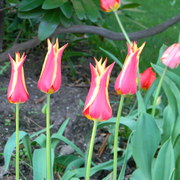 Redyellowexotictulips_card