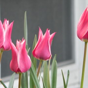 Redwhiteexotictulips_card