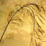 Silhouette_1