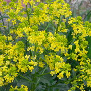 Yellowflowers_card