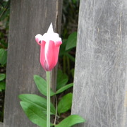 Redwhitetulipvariety_card