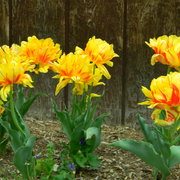 Yellowredstripedtulipvariety_card
