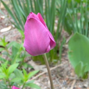 Thepurpletulip_card