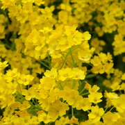Themysteryyellowflower_card
