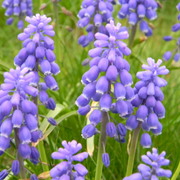 Bluebells_card
